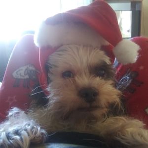 Meet your Posher, Penny